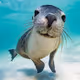 sea animals
