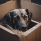 Box sad dog