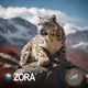 Snow Leopard - Zora