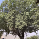 oak