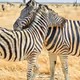 zebra