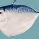 moonfish