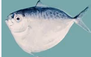 moonfish