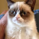 Memes
