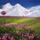White Mountain