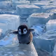 Penguin Parade