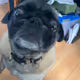 PUG