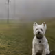 DOG IN THE FOG