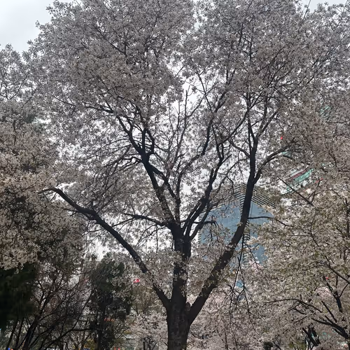 cherry blossoms in the city