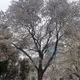 cherry blossoms in the city