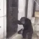 Monke