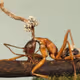 Cordyceps sinensis