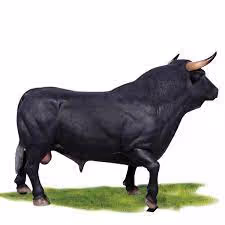 bull