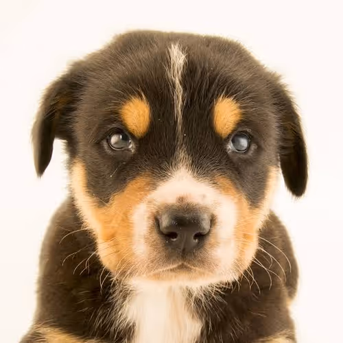 Doggo Puppy
