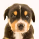 Doggo Puppy