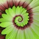 Blooming Love Nature