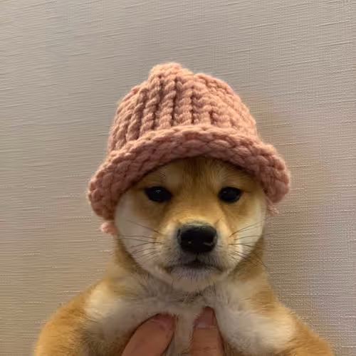 dog wif hat