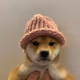 dog wif hat