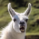 lama