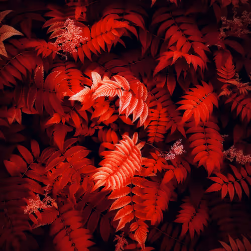 redleaf