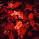 redleaf