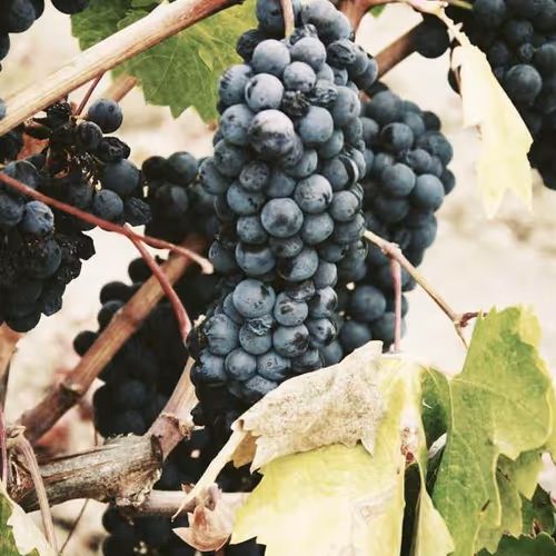 Knowledgestorm Judy Summary