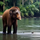 borneo
