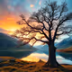Big tree