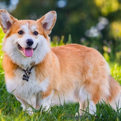 Vikko