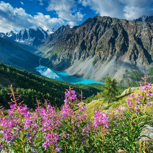 Altay