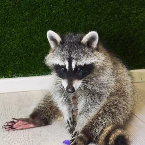 My raccon