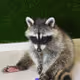 My raccon