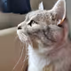 Cat 1
