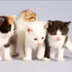 so cute