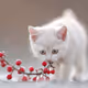 The white kitten