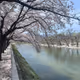 Cherry Blossom