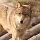 Volk