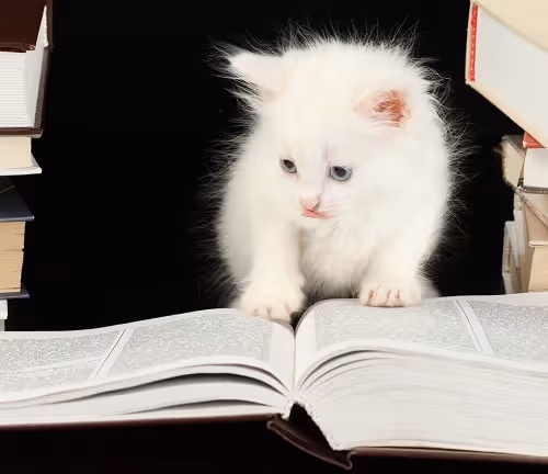 The young book lover