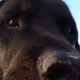 Dogs