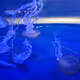 Jelly