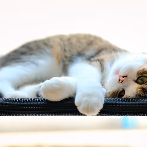 Namo Cat