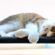 Namo Cat