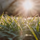 A beam of hope through the grass