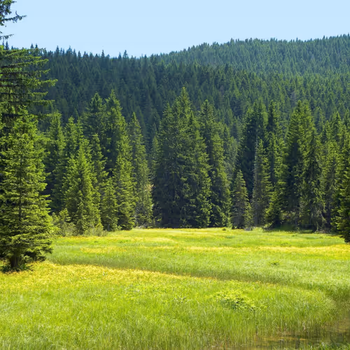 spruce forest