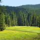 spruce forest