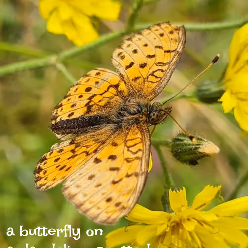 Onchain Summer Haiku