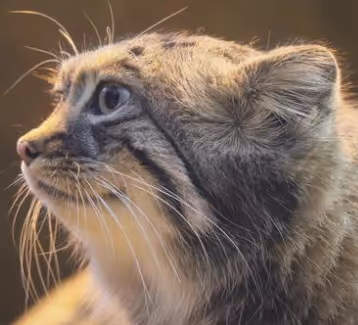 Manul's Funny Life