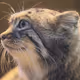 Manul's Funny Life