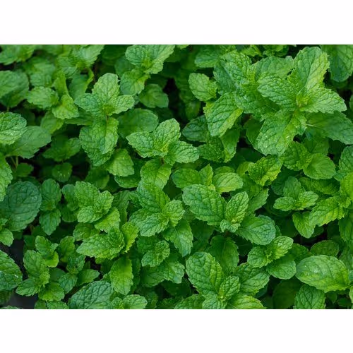 Free Mint